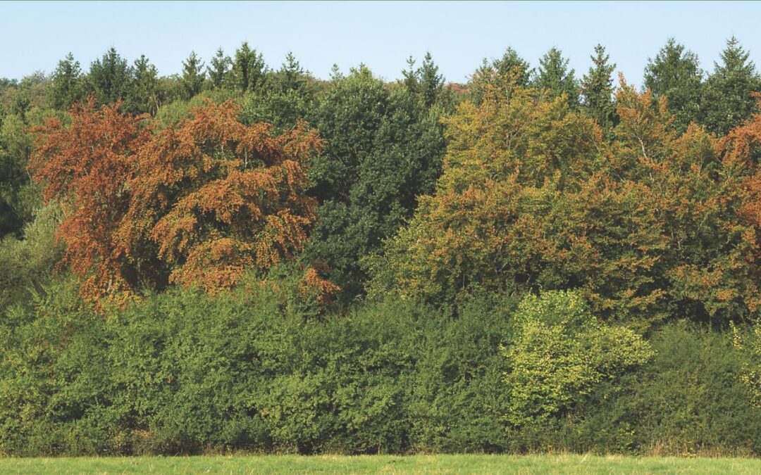 Vorsicht im Wald – Prudence en forêt